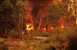 Behavior and Ecological Effects Forest Fires 